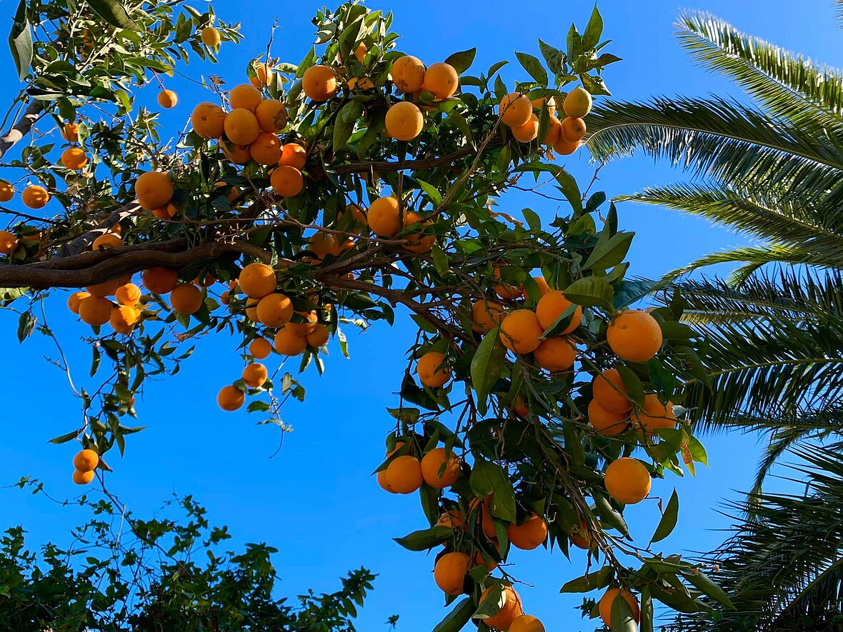 [Translate to Spanisch:] Orangenbaum Gran Canaria